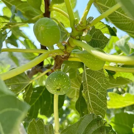 μyrtali 别墅