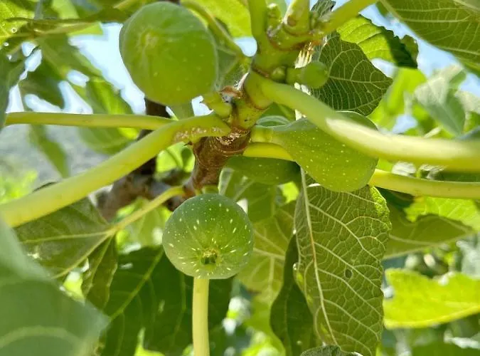μyrtali 别墅